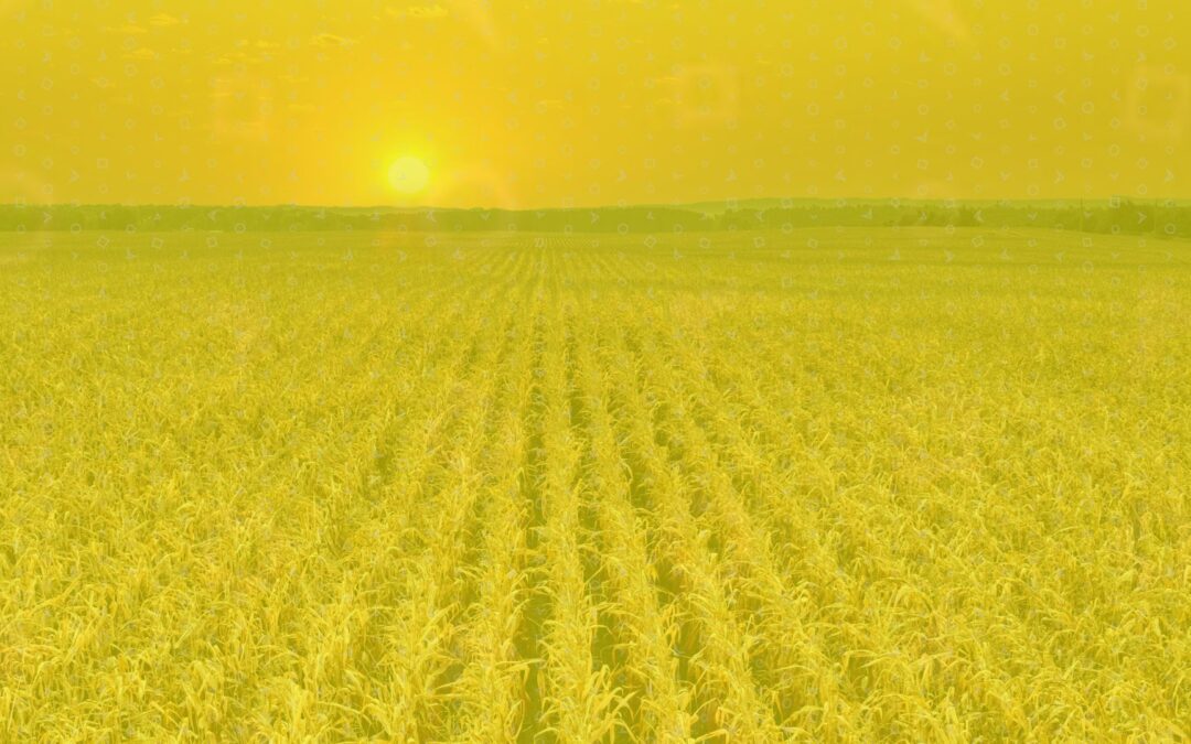 Image of Midwest crop field.