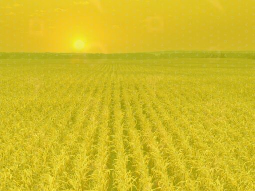 How to Build a Brand in the Midwest: A Field Guide for Real Results