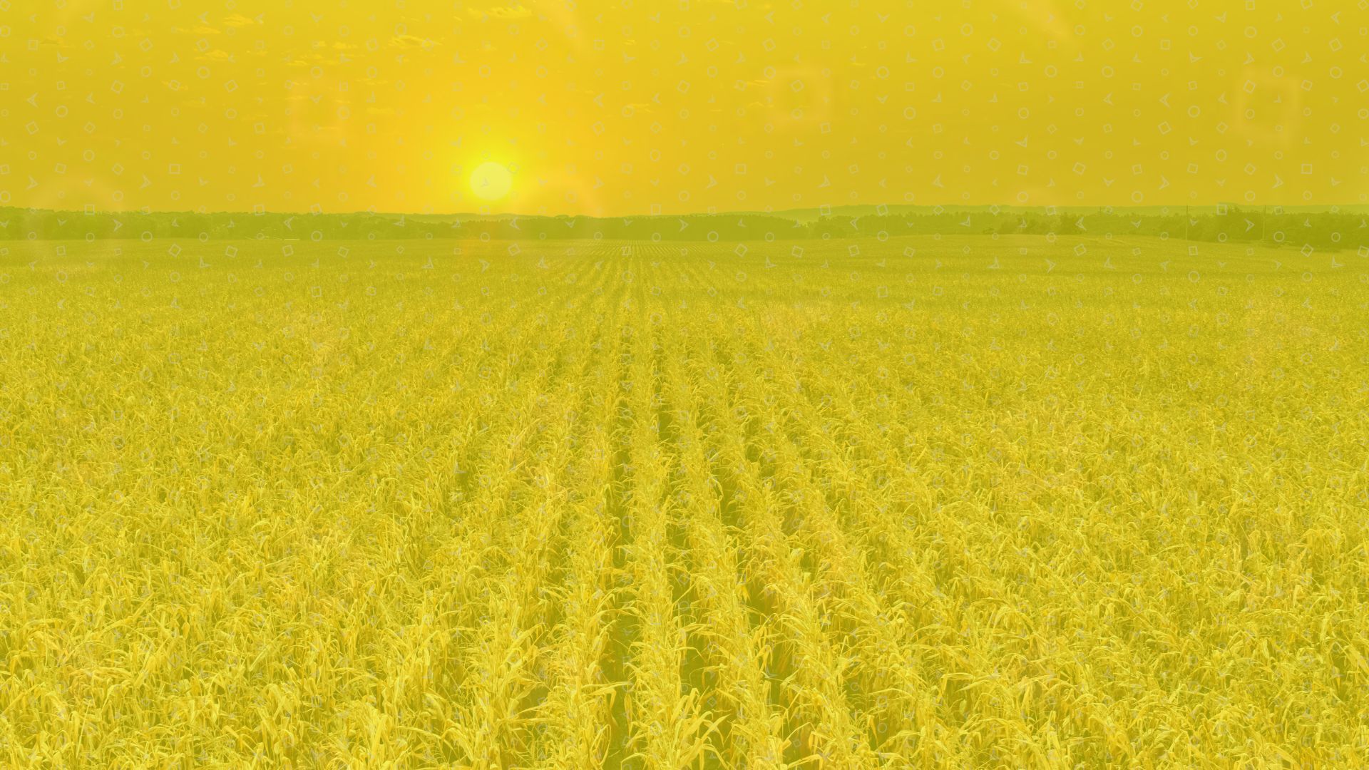 Image of Midwest crop field.