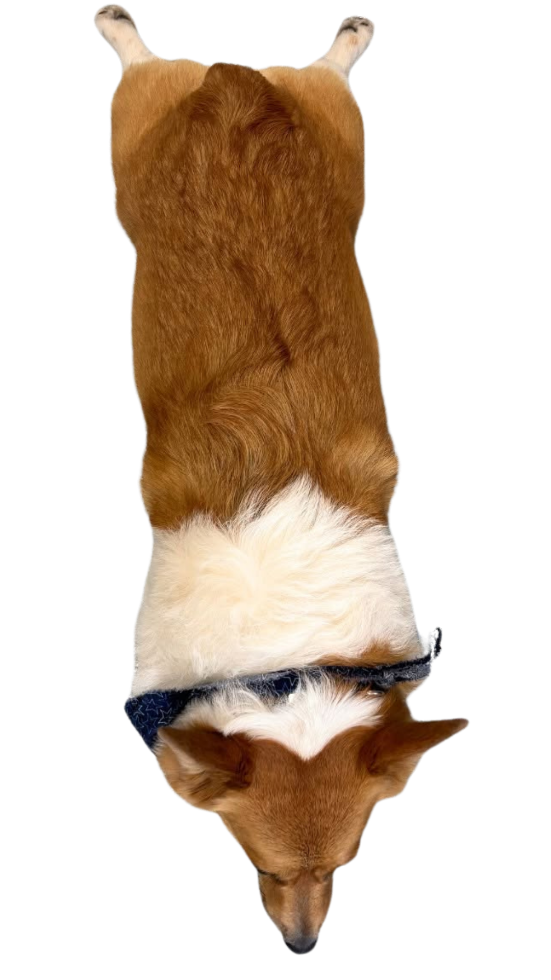Copy of RoShamBo Blog Posts (Video) Liko the Corgi
