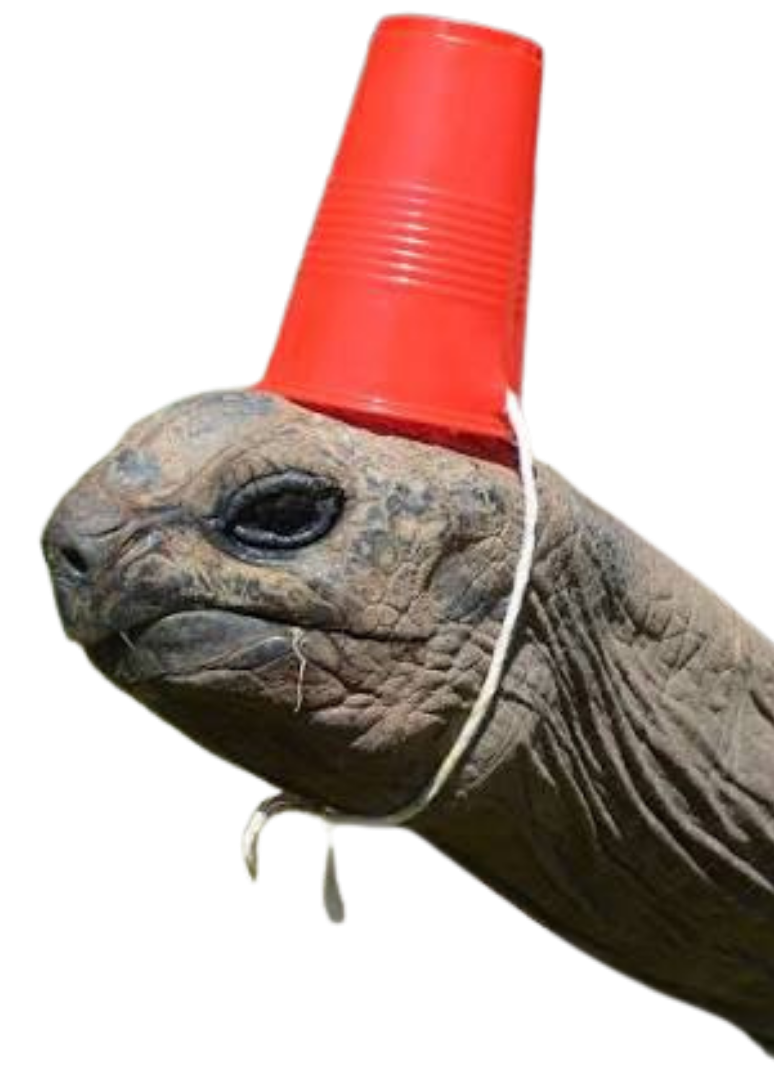 RoShamBo Blog Posts (Video) (11) Orville the tortoise head cutout