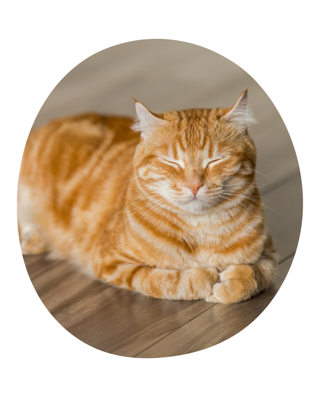Untitled design (61) orange cat